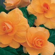 Begonia Care Tips Proflowers Blog Bulb Flowers Begonia Flower Seeds
