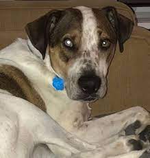 What Do Dogs See When They Look At People Dogs Are Wonderful Human Companions They Are The First Species That Humans Do Cute Animal Videos Baby Dogs Dogs