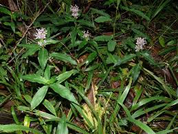 Image result for Floscopa glomerata
