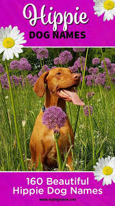 Hippie Dog Names 160 Groovy Ideas My Dog S Name Beautiful Dog Names Dog Names Dog Names Unique