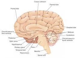 The brain is divided into regions that control specific functions. The Brain Anatomy And Physiology