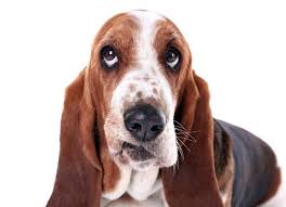 Artikelnummer noch kein kunde?jetzt registrierenkennwort vergessen?kennwort anfordern. Wurmkur Beim Hund Wie Oft Denn Nun