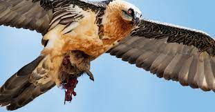 Immer wieder ist einer der ausgesiedelten junggeier im kreisenden flug aufgestiegen und hat einen knochen in eine geröllhalde fallen. Die Bartgeier Stehen Fur Die Letzten Wildnisgebiete Der Alpen Schweizer Alpen Club Sac