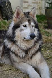 Hrh Shaman 6 Years Northern Inuit Dog Dog Breeds Dogs