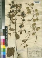 Image result for Combretum racemosum
