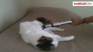 Dikey ve yatay süpürgelerin bazılarında hepa filtre sistemi. Kedi Elektrik Supurgesiyle Mest Oldu Dailymotion Video
