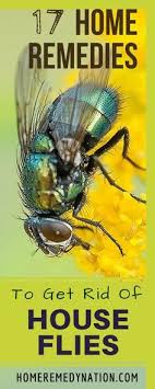 17 Home Remedies To To Kill And Get Rid Of House Flies With Natural Ingredients Home Remedies For Flies Fly Remedies Get Rid Of Flies