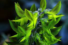 Image result for Crotalaria quarrei