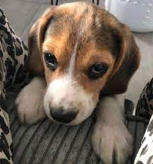 fall in love with the baby beagle beagle puppy pictures facts and faqs cute beagles baby beagle puppies