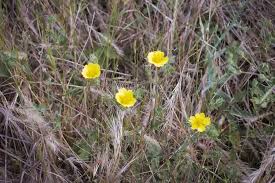 Image result for Potentilla recta