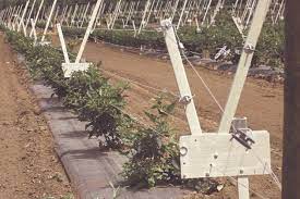 Check spelling or type a new query. U S Innovative Blackberry Trellis System Opens Up New Production Areas Freshfruitportal Com