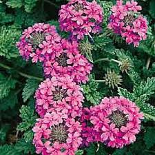 Image result for Verbena × teasii