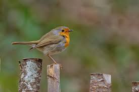 EJ Bartolazo على X: European Robin,Back Kite, Eurasian Blue Tit with  nesting material and. European Goldfinch seen today (26mar24) in Cotignac,  France. lebirdnerd birdsofprovence nikonphotography  t.coI0bN5bLRJO  X