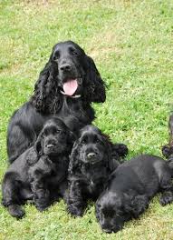 Cocker Spaniels Of Black Mystic P Wurf Dogs Cocker Spaniel Puppies Cocker Spaniel