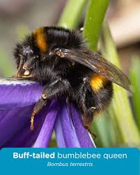 Image result for Bombus terrestris