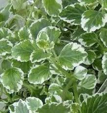 Swedish Ivy Swedish Ivy Plant Ivy Plant Care Ivy House Plants Ivy Plants Orchid Plant Care Ivy Plant Indoor