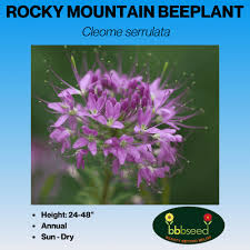 Image result for Cleome macrophylla