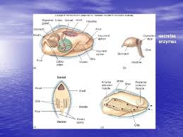 Check spelling or type a new query. Chapter 7 Marine Animals Without A Backbone Invertebrates