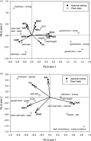 Image result for Eriocephalus luederitzianus