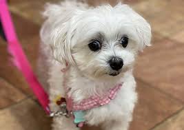 They are very accommodating and they always make sure to reserve the room with the separate entrance because my dog has anxiety around unfamiliar creatures. Newport Veterinary Center Jersey City Veterinarians