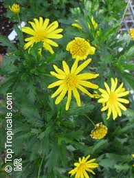 Image result for Euryops