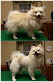 Pin By Grooming By Kristen On Grooming Pomeranian Haircut Dog Haircuts Dog Grooming Styles