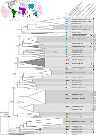 Image result for Grammitis cryptophlebia