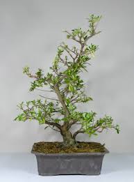 Is it best to grow it in the ground instead? Satsuki Azalea After Flowering Maintenance Part 2 Back Budding Results Bonsai Penjing More
