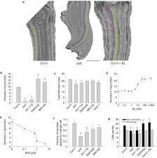 Image result for Stomatostemma pendulina