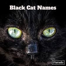 Some people settle for serious, meaningful ones, whereas others prefer lighter, more humorous ones. Meow These 150 Black Cat Names For Males And Females Are Absolutely Purr Fect Male Black Cat Names Cat Names Halloween Names For Cats