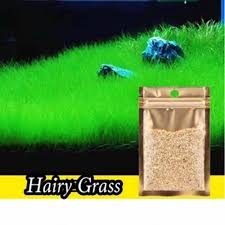 Karpet rumput dan kebun rumput. Carpet Seed Hairy Grass Rumput Dasar Aquascape Aquarium Shopee Indonesia