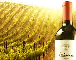 Ruta del vino descubre la ruta del vino de colchagua. Emiliana Torrini Projects Photos Videos Logos Illustrations And Branding On Behance