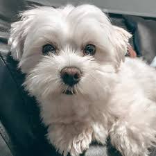 Saturday Mood Mixiu Lazypaw Dogoftheday Pet Pets Dogsofinstagram Ilovemydog Doggy Dog Cute كلاب كلب Funny Animals Pets Animals