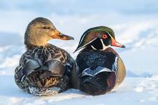 Field School: Coastal Waterfowl & Seabirds of Cape Cod