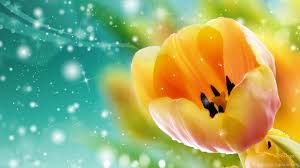 This screensaver is absolutely free! High Resolution Beautiful Nature Flower Tulip Screensavers 2 Full Desktop Background
