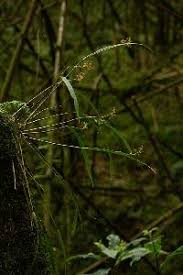 Image result for Polystachya pamelae