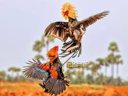 Penyebab Gaya Tarung Ayam Berubah Saat Diarena Aduan Ayam Ayam Jantan Binatang