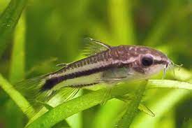 Pygmy Cory Detailed Guide Care Diet And Breeding Shrimp And Snail Breeder