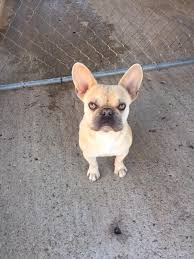 1,352 likes · 54 talking about this · 7 were here. Sharon D S French Bulldogs Pet Breeder Nowata Oklahoma 124 Photos Facebook