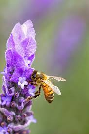 I have a large planter in my front yard with an apricot tree in it. Bee On Lavender Bee On Flower Bee Bee Keeping