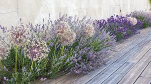 In manchen regionen deutschlands wartet man also zur sicherheit bis etwa mitte mai. Die Gestaltungskraft Von Lavendel Schweizer Garten