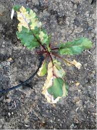 Maybe you would like to learn more about one of these? Beet Plant Leaves Turning Yellow Brown Gardening Landscaping Stack Exchange