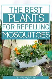 We did not find results for: Plants That Repel Mosquitoes Earth Friendly Tips