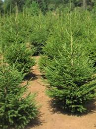 Maybe you would like to learn more about one of these? Sapin De Noel Jouez La Carte Sapins Naturels Nordmann Epicea