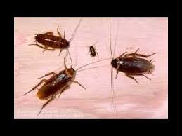 شركة الامجاد0553885731شركة مكافحة حشرات بالمدينة المنورة القوارض الصراصير البق الفئران رش مبيدات Animals