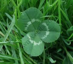 Most weed killers will poison your grass as well as the weeds. White Clover Identify And Control This Lawn Weed