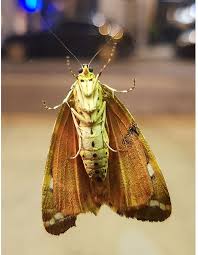 The adults are attracted to light and feed on flowers of common reed and other grasses. Uk Moths Nine Of The Most Colourful And Distinctive Natural History Museum