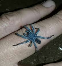 Image result for Helinus spartioides