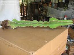 Image result for Euphorbia fortissima