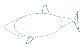 Maybe you would like to learn more about one of these? How To Draw A Great White Shark Step 2 Sketchbooknation Com